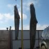 Два сомика висят на трубе.